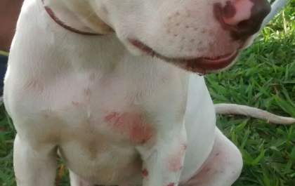 Cadela Pitbull é atacada por jacaré na tarde deste domingo na Lagoa Maior, em TL
