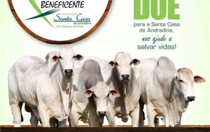 Santa Casa de Andradina realiza 2º Leilão Beneficente de Gado Geral