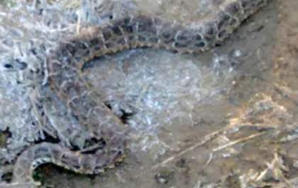 Cobra 'congela' na madrugada mais fria do ano
