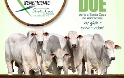 Vem aí o 2º Leilão de Gado Geral Beneficente da Santa Casa de Andradina