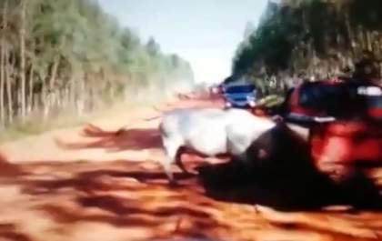 Vaca fere PM, derruba casal de moto, danifica 10 carros e é morta