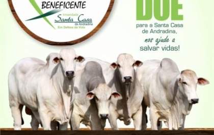 Santa Casa de Andradina realiza 2º Leilão Beneficente de Gado Geral