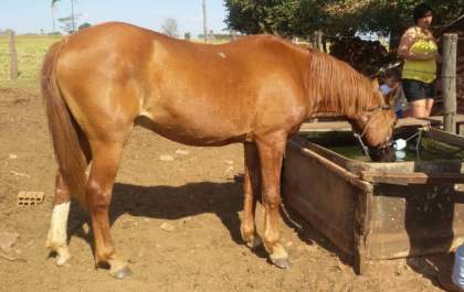 Cavalo desaparecido é encontrado em Monte Castelo