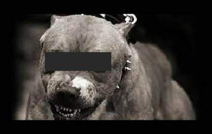Morte de cachorrinho atacado por dois pit bull vira B.O na Polícia