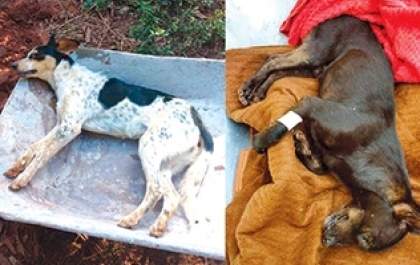 Cidadão denuncia envenenamento de cães e gatos em Ilha Solteira