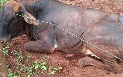 Veterinário da CATI identifica casos de raiva bovina em Andradina