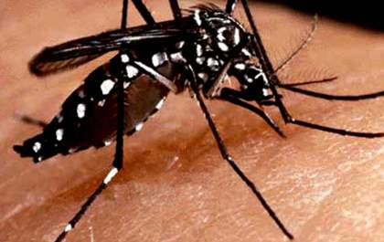 Estado de SP registra queda de 90% no número de vítimas de dengue