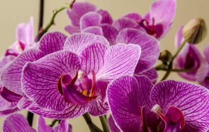 Lions Andradina Sul promove Feira de Orquídeas