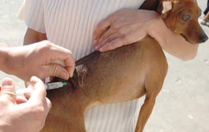 Animais serão vacinados apenas em postos fixos em Ilha Solteira