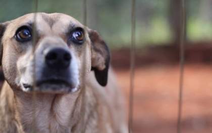 APACA luta para ter um local para abrigo dos animais resgatados