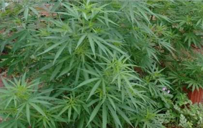 Polícia Civil apreende oito pés de maconha em residência