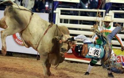 Rodeio, laço em dupla e laço comprido: Todos na mira dos ambientalistas