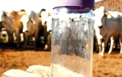 Sindicato Rural de Andradina debate surto da mosca do estábulo