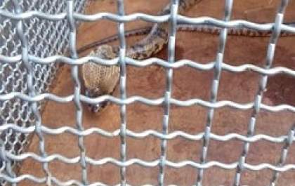 Cobra de mais de um metro é capturada em uma residência