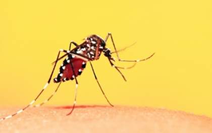 Febre Amarela liga o sinal de alerta nas cidades da região