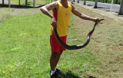 Cobra aparece na praia “Pôr-do-Sol” em Pereira Barreto