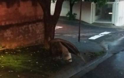 Tamanduá-bandeira é econtrado no meio da rua em Votuporanga