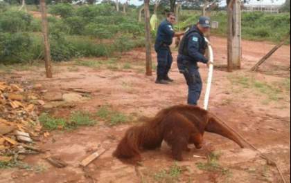 Tamanduá é retirado de buraco em Selvíria