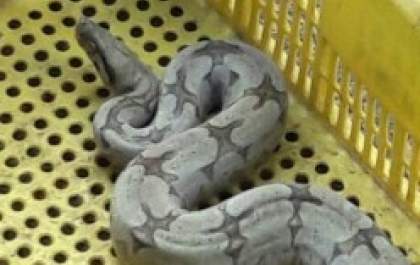 Em Andradina, jiboia é encontrada em uma casa