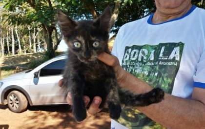 Gato é resgatado em motor de ambulância que percorreu 50 km