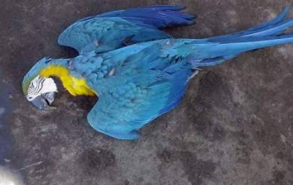 Arara morre eletrocutada em rede de alta tensão no Bairro Nosso Teto, em Panorama