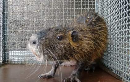Ratão-do-banhado é capturado em praça de Junqueirópolis