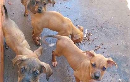 Filhotes de cachorro são abandonados no trevo de Castilho