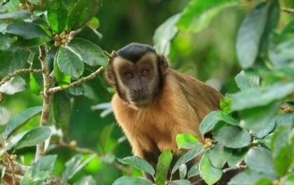 Macaco achado morto em Votuporanga põe Saúde em alerta
