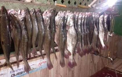 Pesca no Rio Paraná não tem fiscalização nem mesmo na Piracema