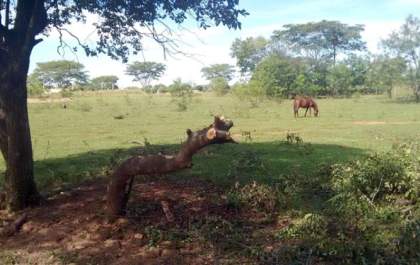 PM Ambiental multa homem em R$ 10 mil por cortes de 20 árvores de espécie nativa