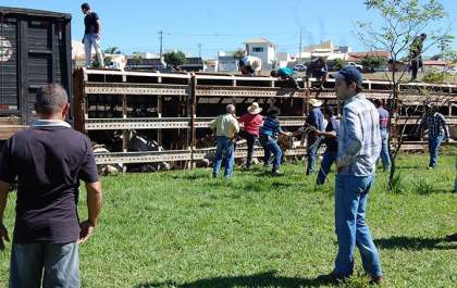 Retirada do gado e eqüinos de caminhão tombado no trevo, demora quatro horas