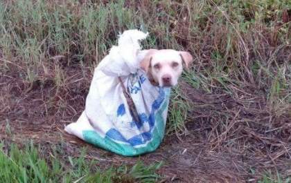 Cão é abandonado dentro de saco na estrada de planalto