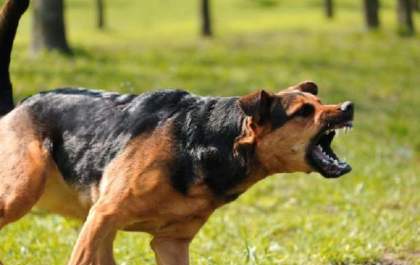 Cachorros do Almoxarifado da Prefeitura de Pereira Barreto atacam moradores