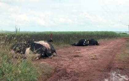 Vacas morrem eletrocutadas após fio de alta tensão cair em pasto