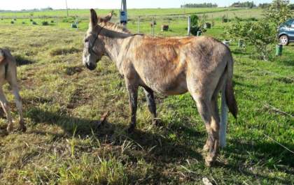 Sitiantes e seus animais sofrem com as moscas da cana