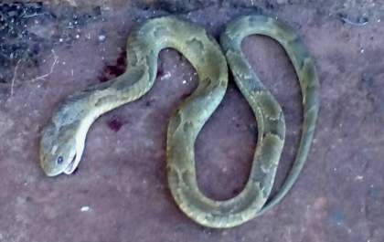 Bebê em carrinho escapa de ser atacado por serpente venenosa em Castilho