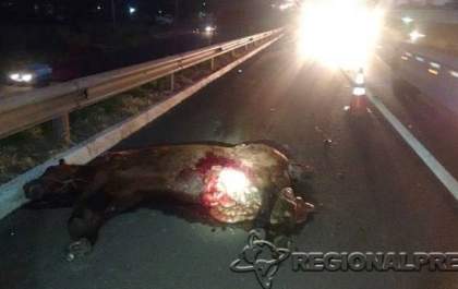 Saveiro capota após atropelar cavalo em rodovia