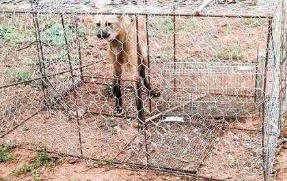 Lobo Guará é capturado em um terreno urbano de Santa Mercedes e solto em Parque Estadual