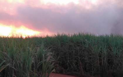 Incêndios nos canaviais chegam às reservas ambientais