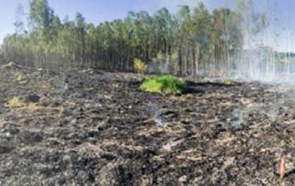 Em período de 17 dias, Corpo de Bombeiros de Dracena registra 21 ocorrências de incêndio em mata