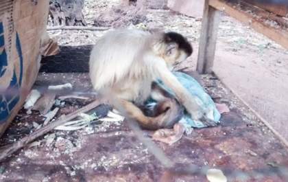 PM Ambiental adverte homem por manter macaco-prego em cativeiro sem autorização