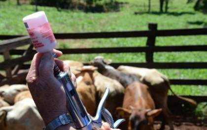 Cancelamento das importações dos EUA:“A gente não aplica vacina da aftosa direito”