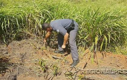 Empresa é autuada por arrancar 29 árvores em área rural de Guararapes