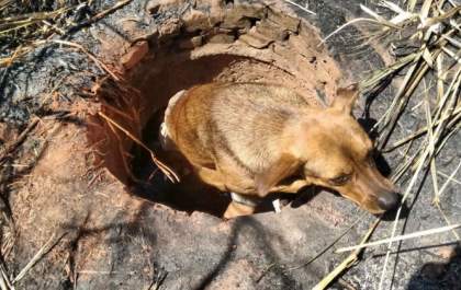 Cachorra presa em tubulação é resgatada pelos bombeiros