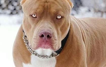 Cachorro da raça pitbull dilacera braço da própria dona