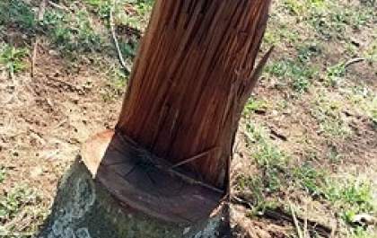 PM Ambiental multa mulher em R$ 3 mil pelo corte de 10 árvores nativas em Mariápolis