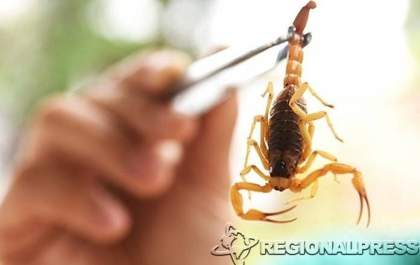 Três crianças são socorridas com suspeita de picada de escorpião em escolas de Araçatuba