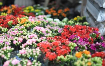 Comerciantes preveem queda nas vendas de flores no Dia de Finados