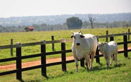Com meta de imunizar 8 milhões de animais, vacinação tem início em MS