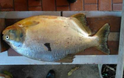 Presos por pesca predatória perdem barco, motor e pescado ilegal